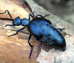 В Северном обнаружен редчайший жук